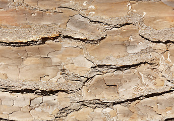 Image showing bark background or texture