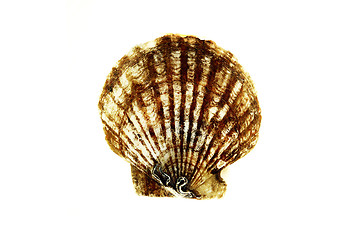 Image showing Tan Radial Seashell Isolated on White Background