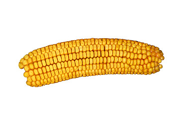 Image showing Ear of corn isolated