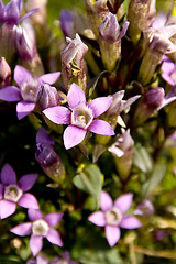 Image showing Chiltern gentian 01