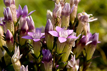 Image showing Chiltern gentian 02