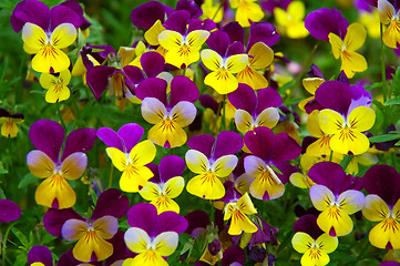 Image showing Pansy