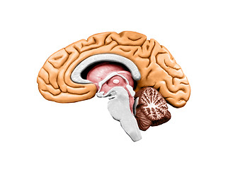 Image showing Brain model