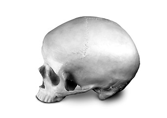 Image showing Homo sapience cranium isolated on white background