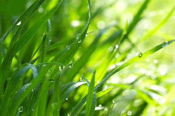 Image showing Green grass with dew drops