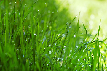 Image showing Green grass with dew drops