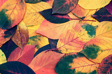 Image showing Autumn leaves