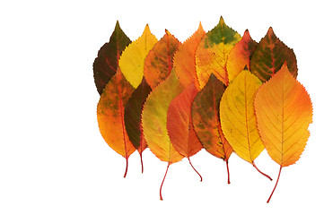 Image showing Autumn leaves