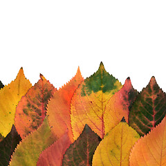 Image showing Autumn leaves