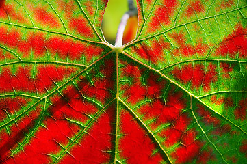 Image showing Vine leaf