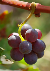 Image showing Grape