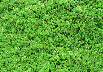 Image showing Bush close up texture