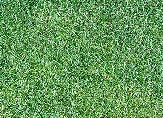 Image showing lawn texture