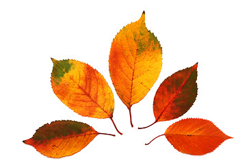 Image showing Autumn leaves