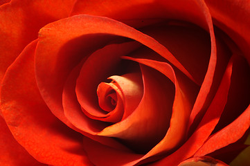 Image showing Red rose