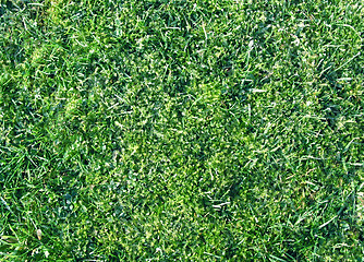 Image showing Grass closeup tecture