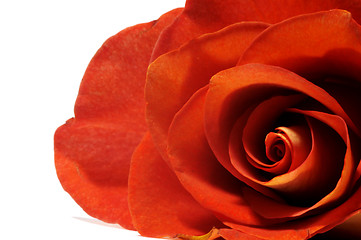 Image showing Red rose