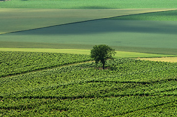 Image showing Green landscape