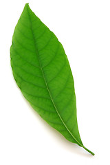 Image showing Green leaf