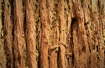 Image showing Bark texture