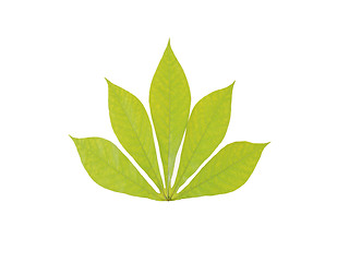 Image showing green chestnut leaf