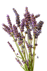 Image showing Lavender