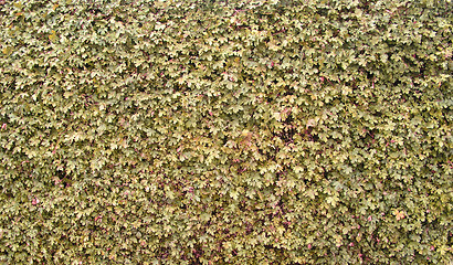 Image showing Plant hedge texture