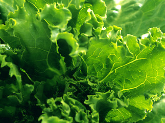 Image showing green lettuce