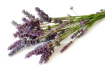 Image showing Lavender