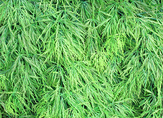 Image showing Soft green leaves texture