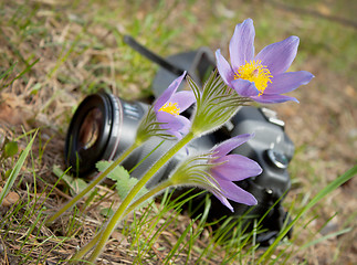 Image showing Spring flower and camera