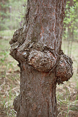 Image showing Outgrowth on the trunk of pine