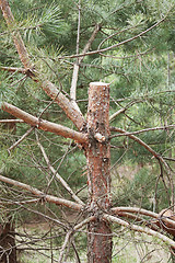 Image showing The damaged trunk of a pine