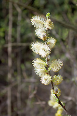 Image showing Willow twigs with fluffy flowers