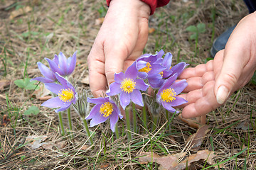 Image showing Spring flowers and hand of woman