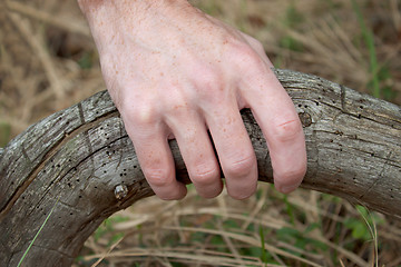 Image showing Hand on the rotten wood