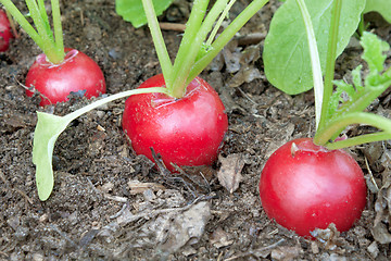 Image showing Three radishes on a bed garden