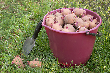 Image showing Seed potatoes in a red bucket