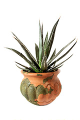 Image showing Aloe