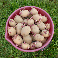 Image showing A bucket full of seed potatoes