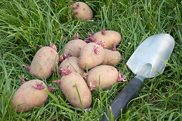 Image showing Potato seed lying on the grass