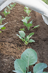 Image showing Seedlings under cover