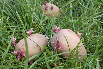 Image showing Three sprouted potatoes on a grass