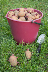 Image showing Seed potatoes in a bucket