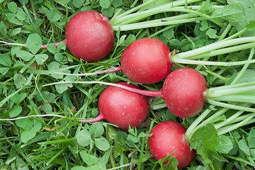 Image showing Five red radishes on the grass