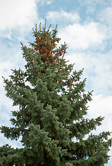 Image showing High-fir with cones on top