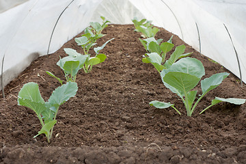 Image showing Seedlings under cover in the spring