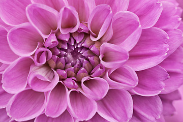 Image showing Flower purple chrysanthemum close up