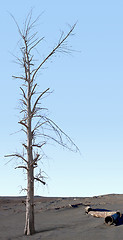 Image showing Dead tree in the zone of ecological disaster