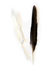 Image showing Black and white feathers